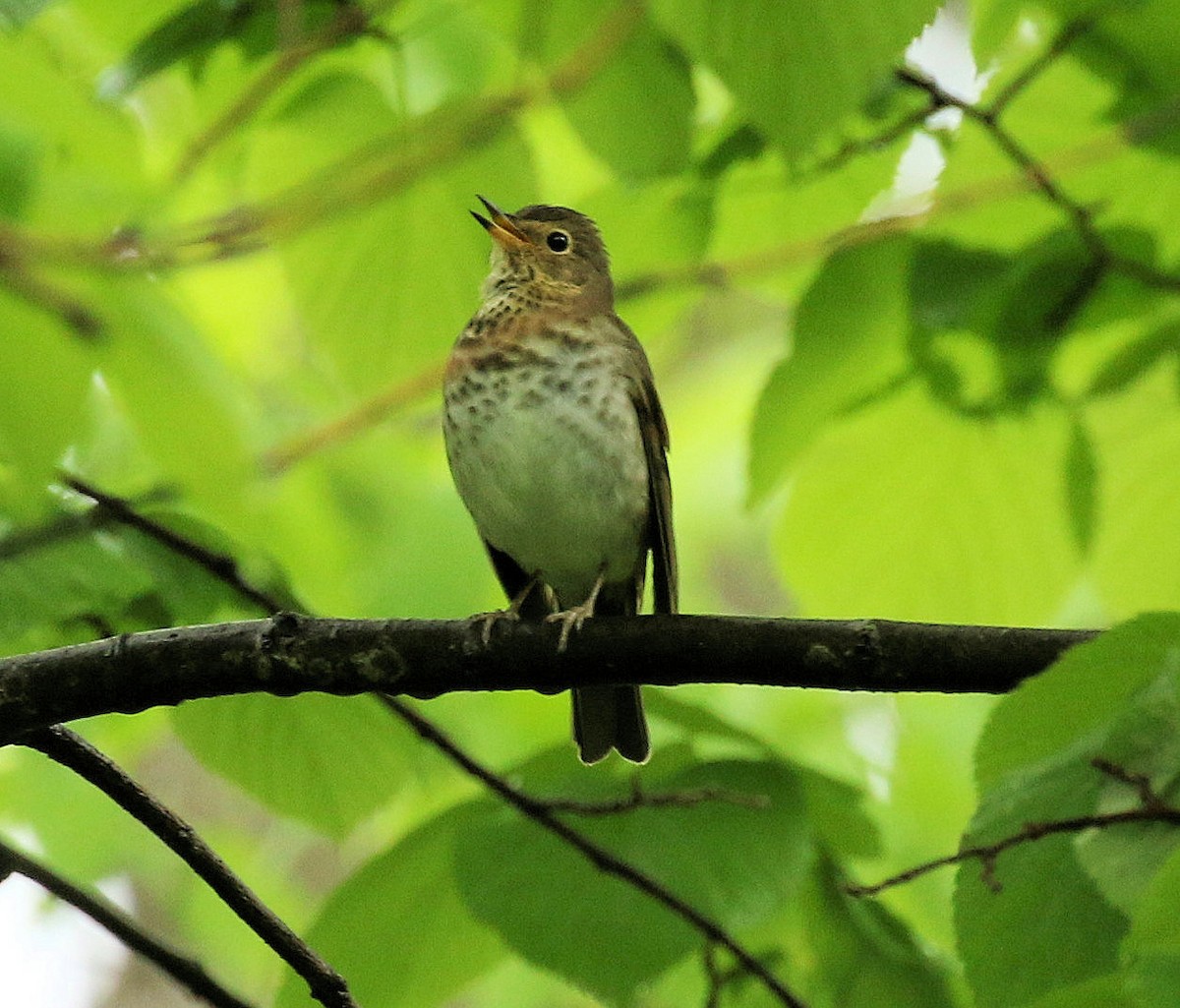 Swainson's Thrush - ML619893488