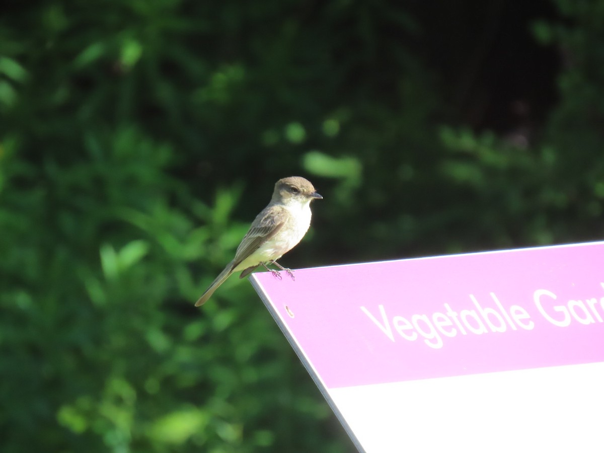 Eastern Phoebe - ML619893491