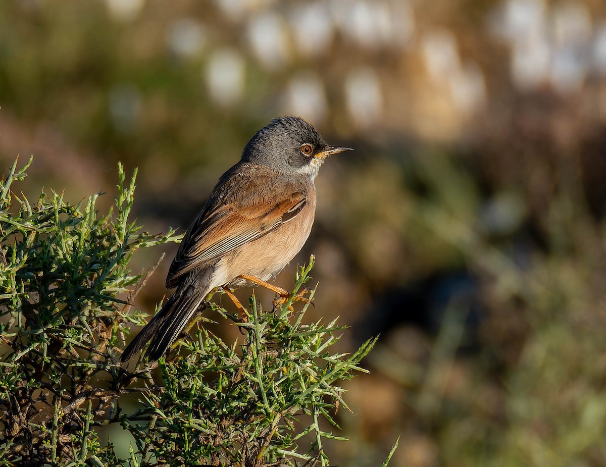 Spectacled Warbler - ML619893497