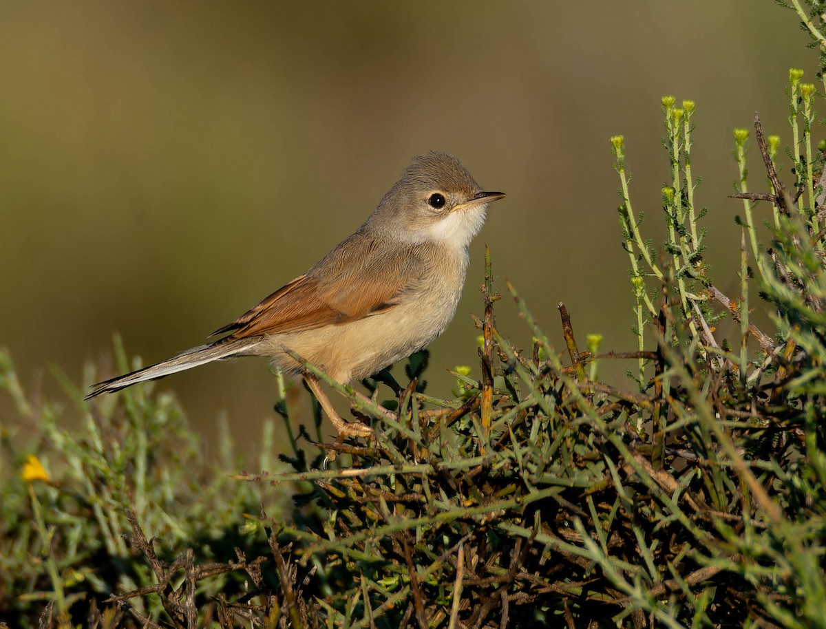 Spectacled Warbler - ML619893498