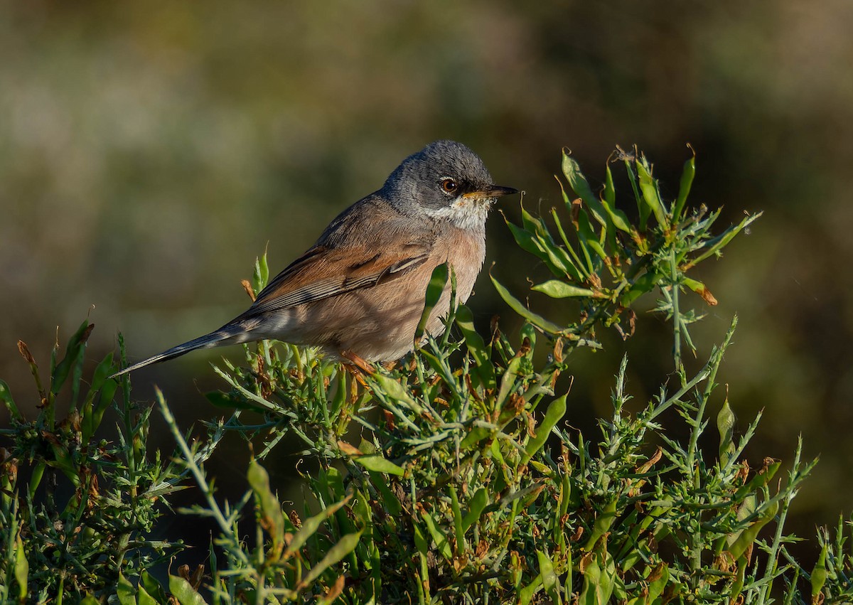Spectacled Warbler - ML619893499