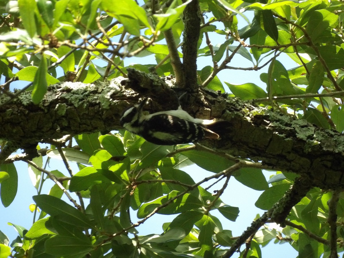 Downy Woodpecker - ML619893500