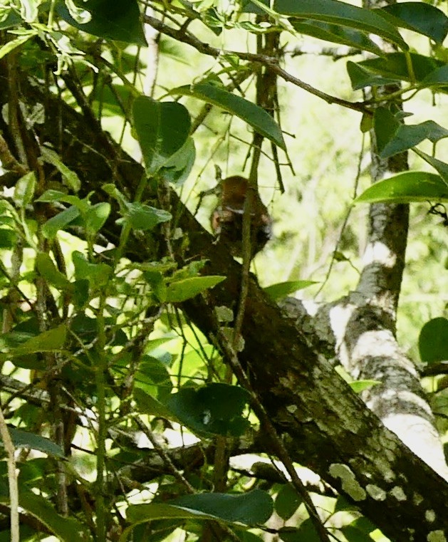 Brown Thrasher - ML619893501