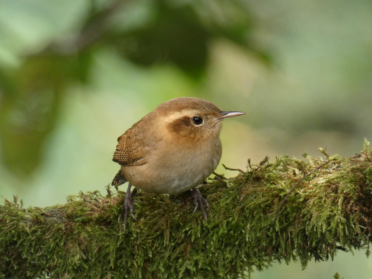 Mountain Wren - ML619893503