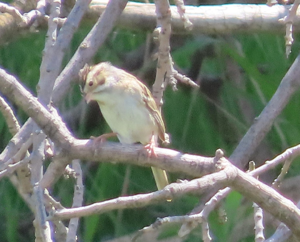 Clay-colored Sparrow - ML619893514