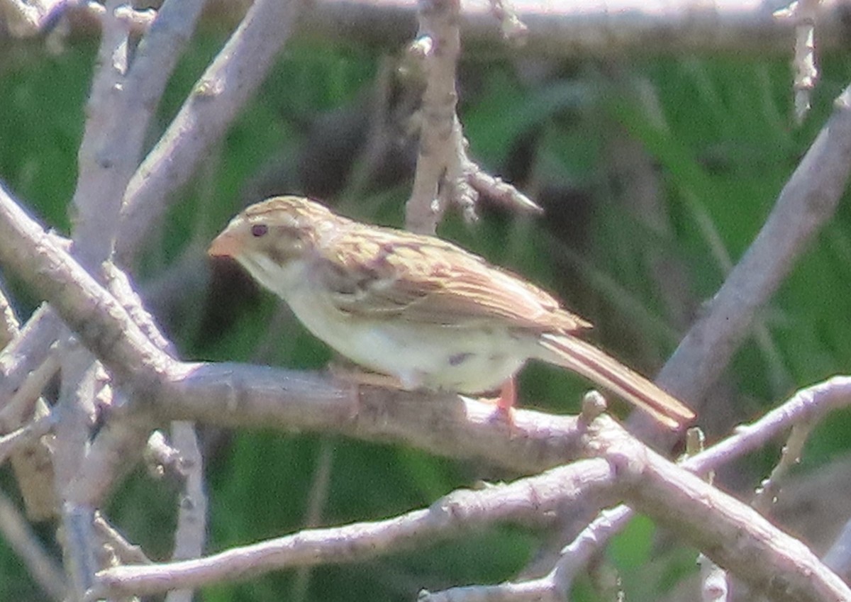 Clay-colored Sparrow - ML619893515