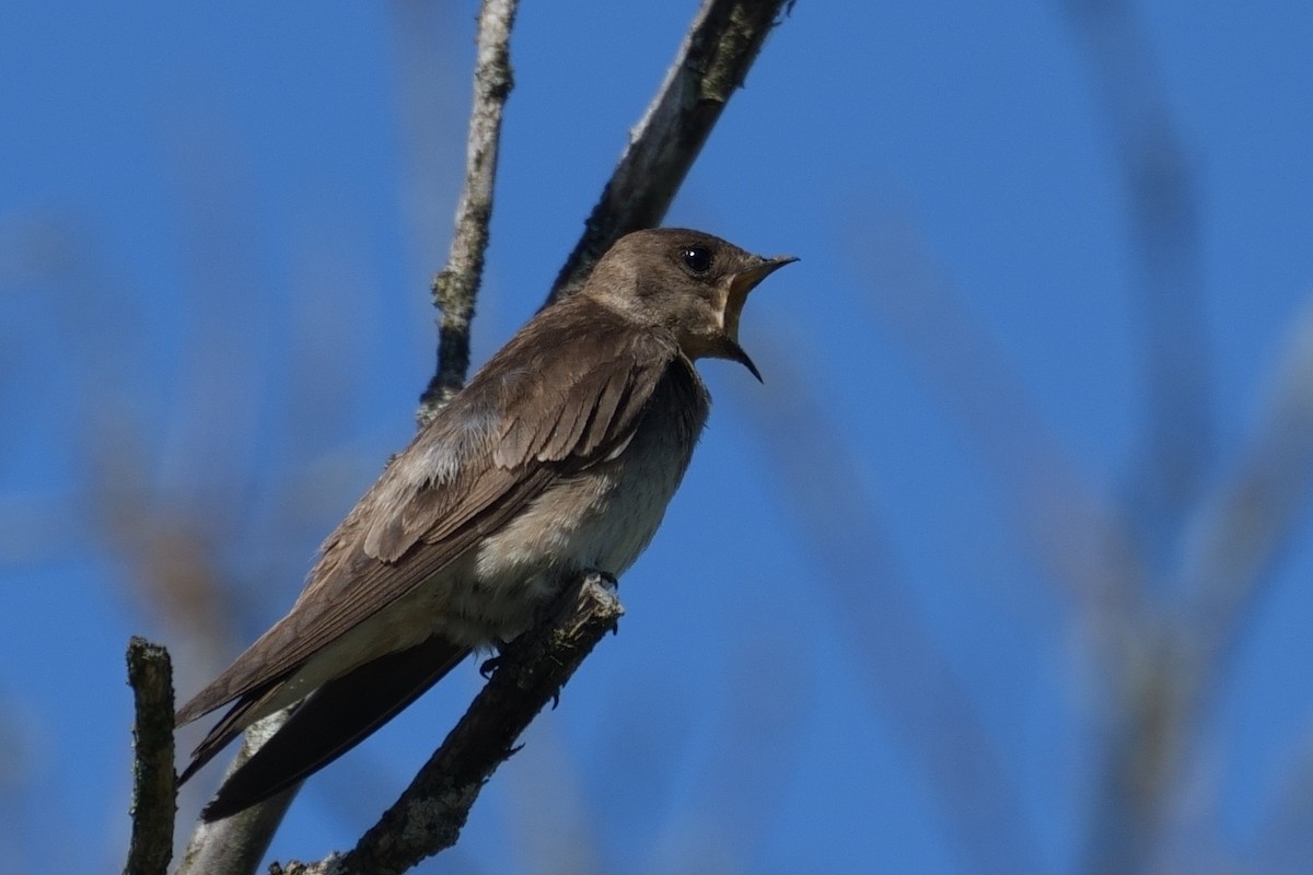Northern Rough-winged Swallow - ML619893516