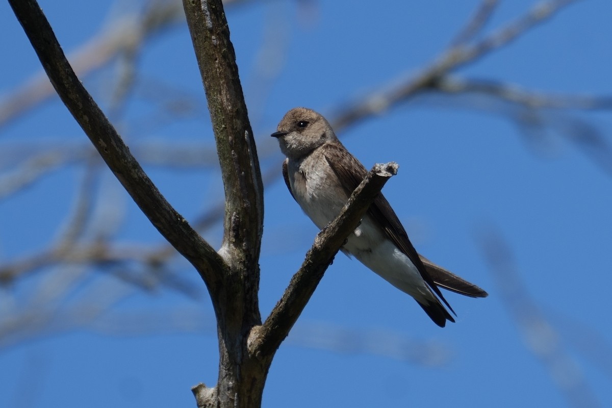 Northern Rough-winged Swallow - ML619893517