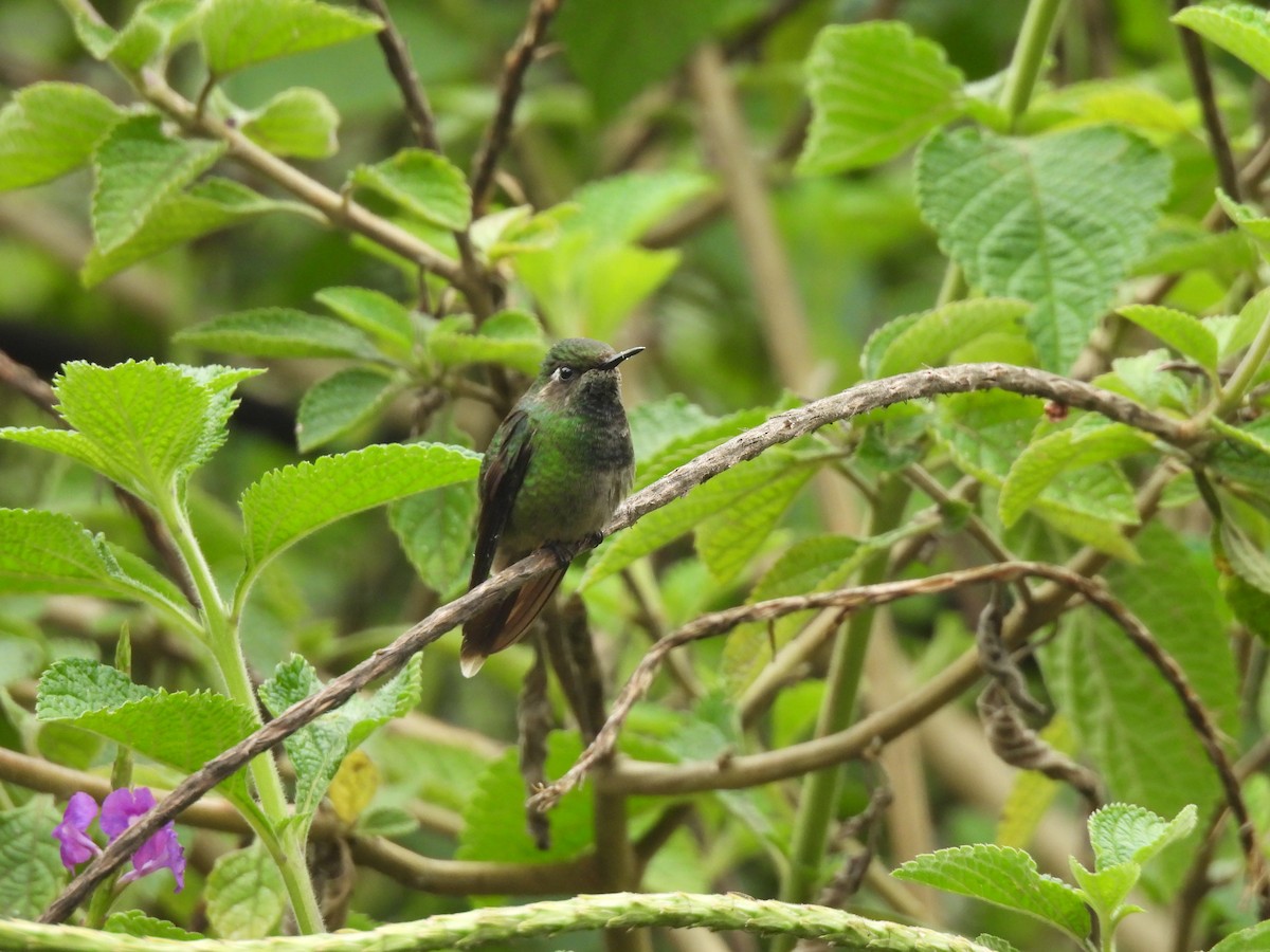 Emerald-chinned Hummingbird - ML619893520