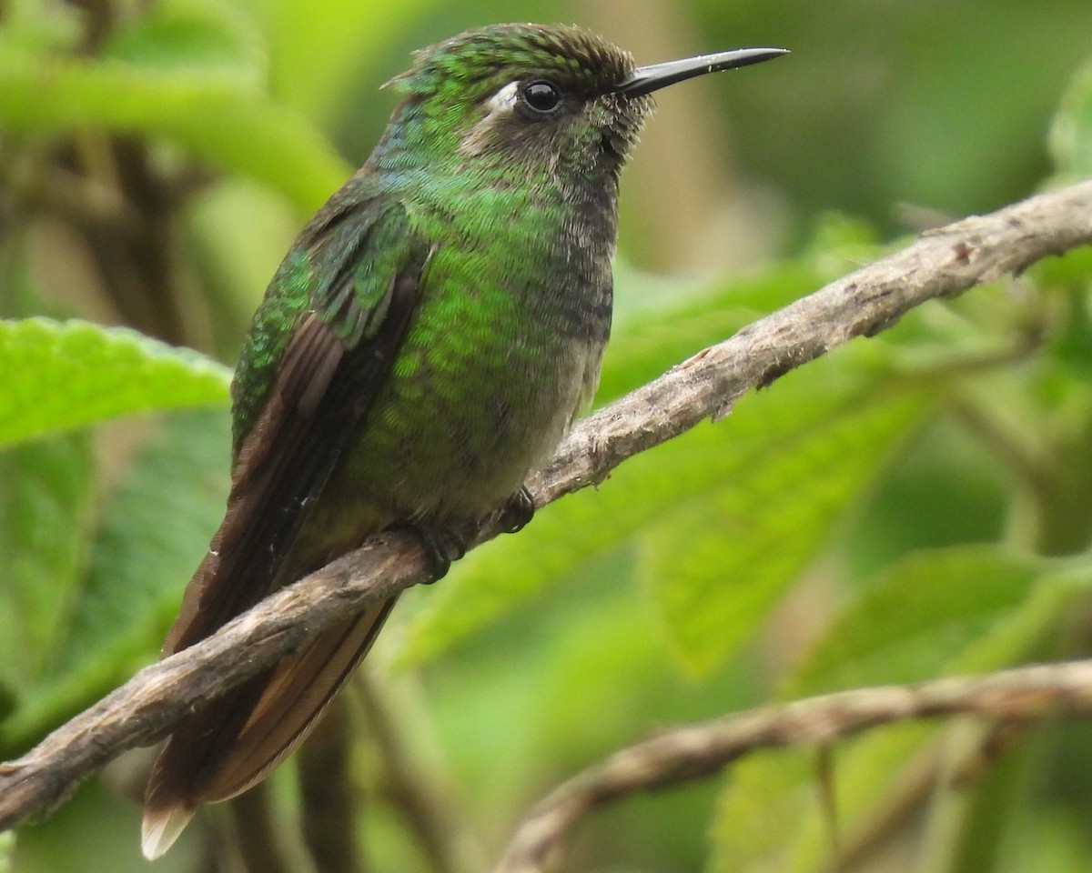 Emerald-chinned Hummingbird - ML619893524