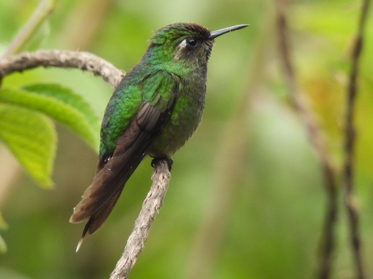 Emerald-chinned Hummingbird - ML619893525