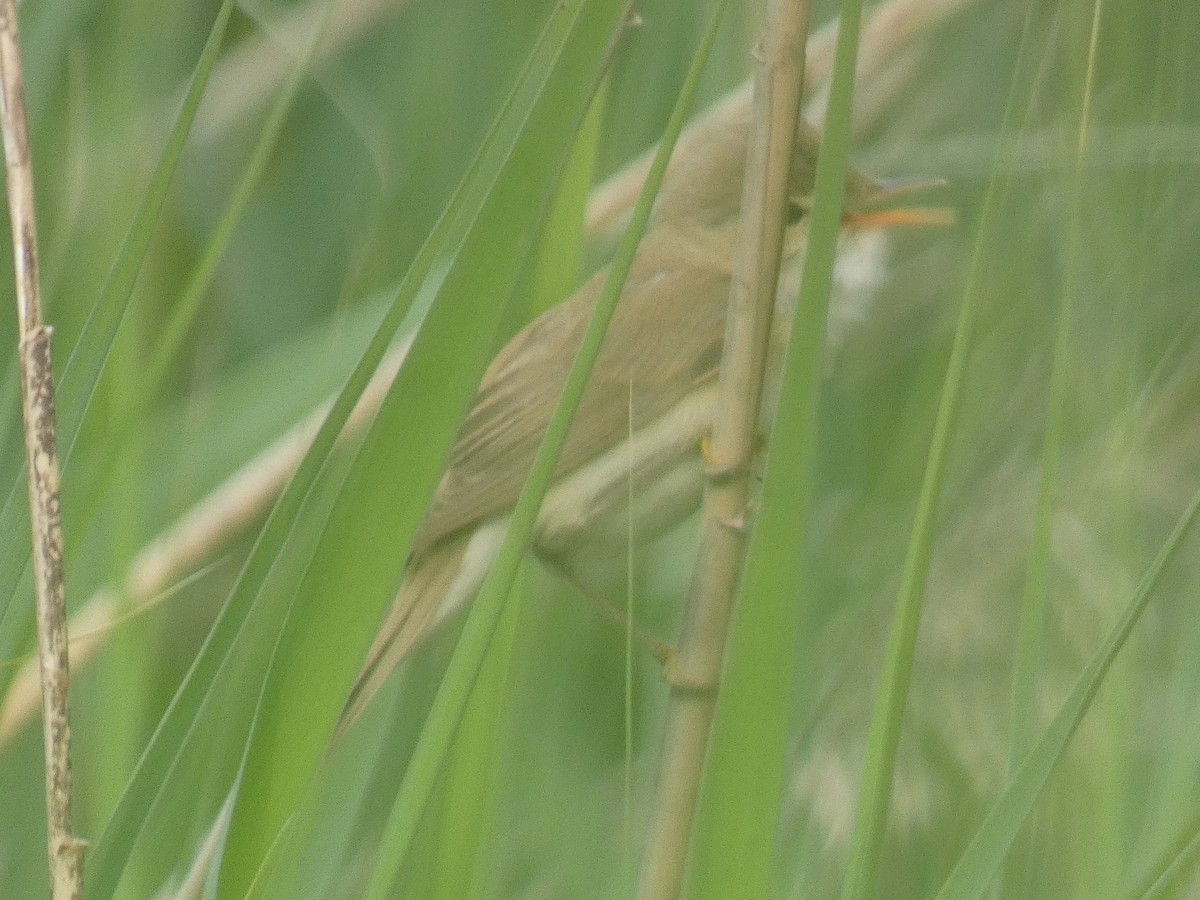 Common Reed Warbler - ML619893527
