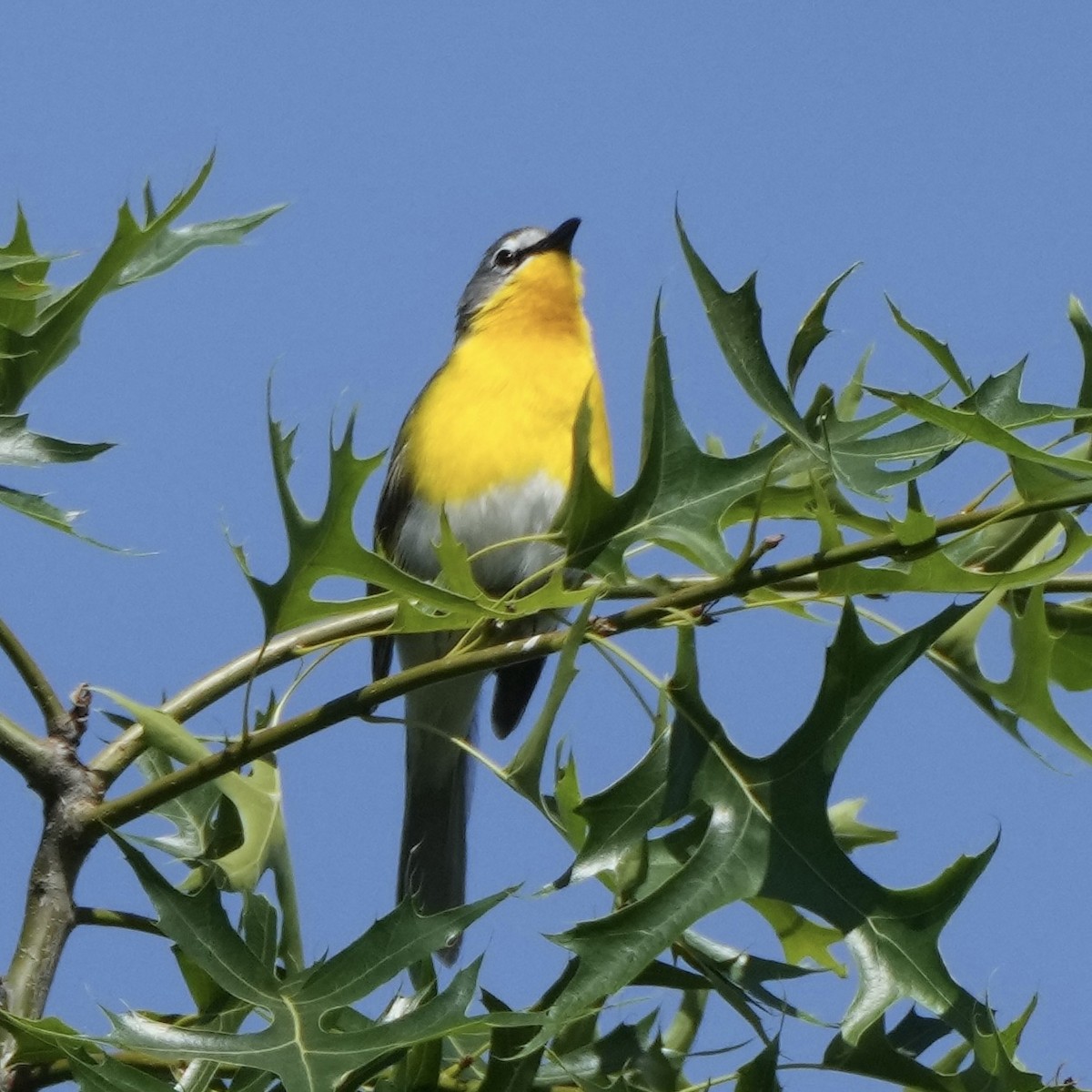 Yellow-breasted Chat - ML619893528