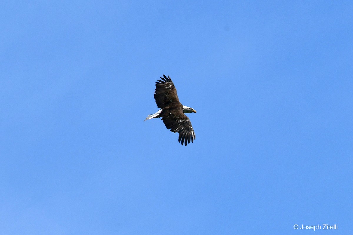 Bald Eagle - ML619893538