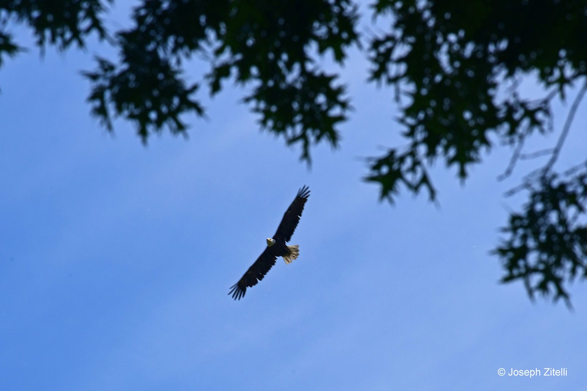 Bald Eagle - ML619893539