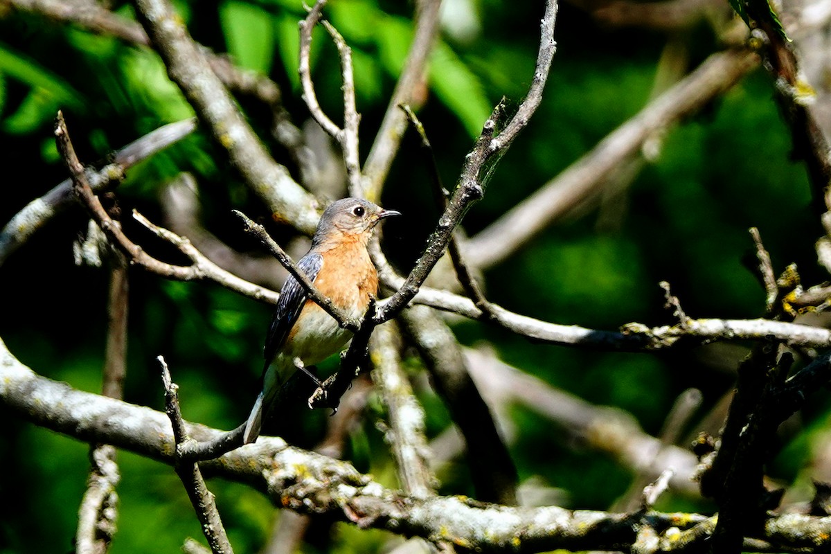 Eastern Bluebird - ML619893545