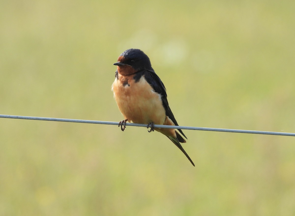 Barn Swallow - ML619893548