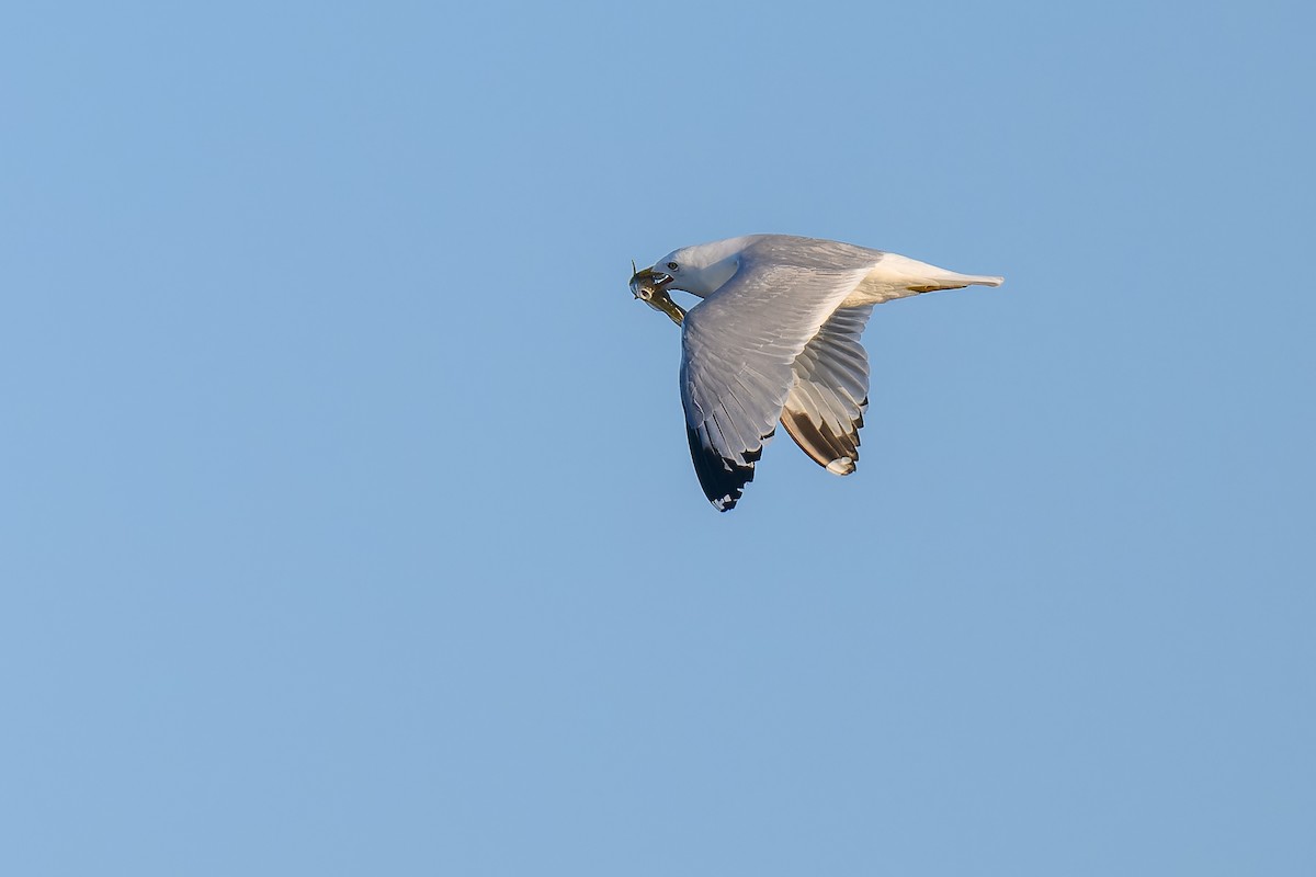 Ring-billed Gull - ML619893549