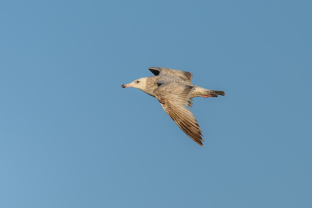 Herring Gull - ML619893550