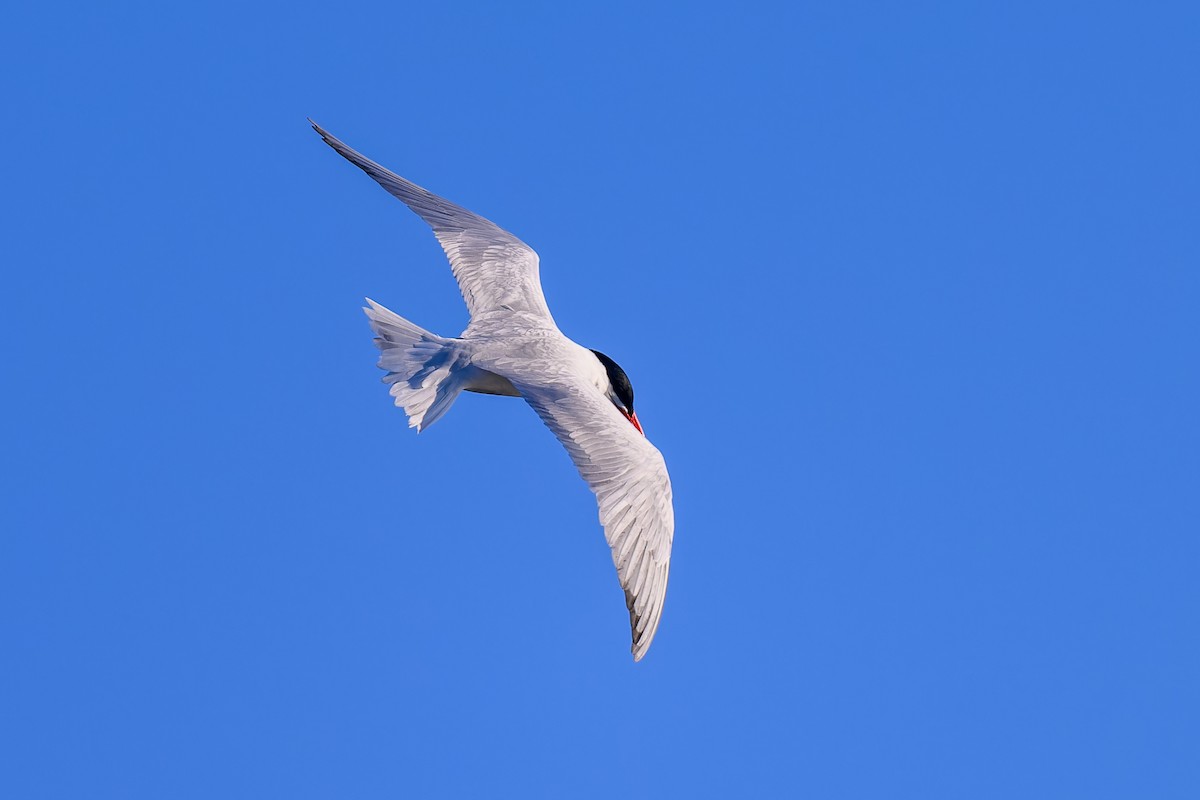 Caspian Tern - ML619893551