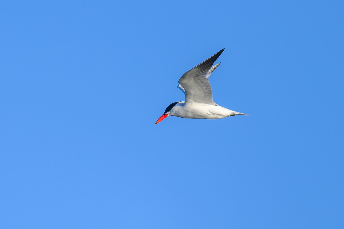 Caspian Tern - ML619893552