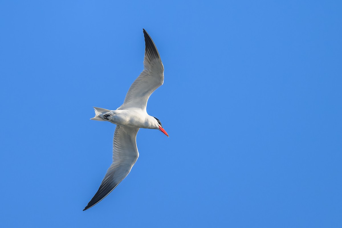 Caspian Tern - ML619893553