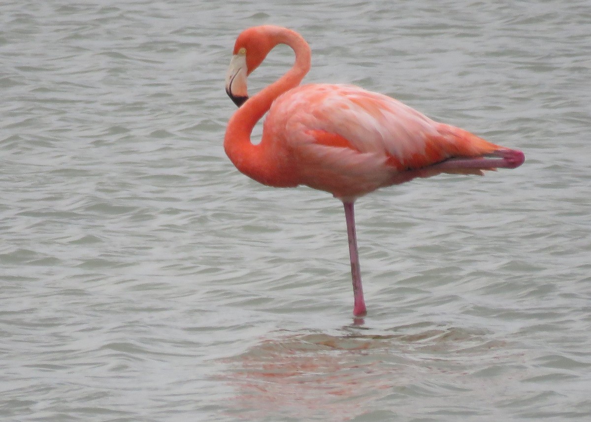 American Flamingo - ML619893566
