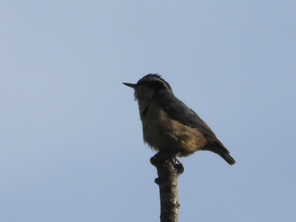 Red-breasted Nuthatch - ML619893571