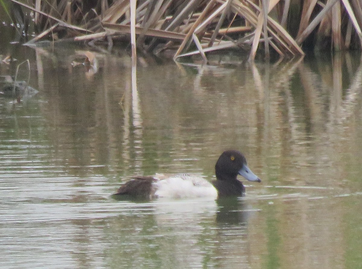 Greater Scaup - ML619893573