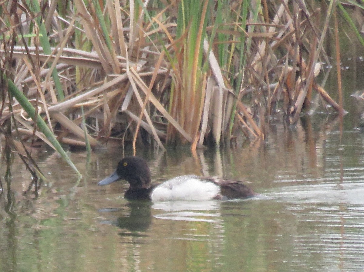 Greater Scaup - ML619893575