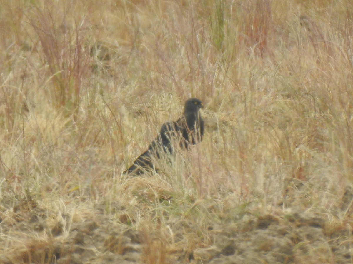 Montagu's Harrier - ML619893578