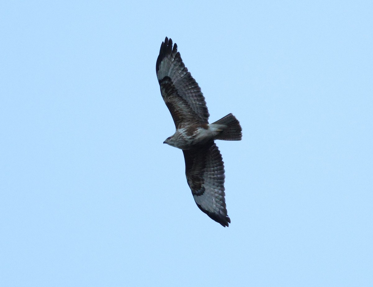 Forest Buzzard - ML619893583