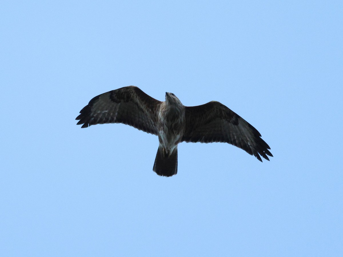 Forest Buzzard - ML619893584