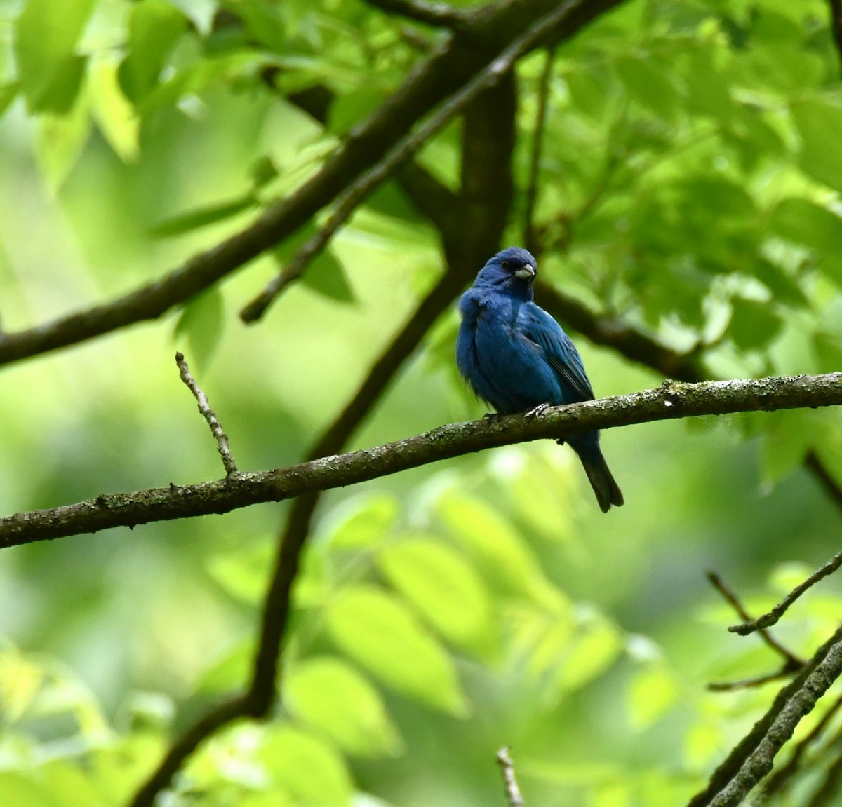 Indigo Bunting - ML619893589