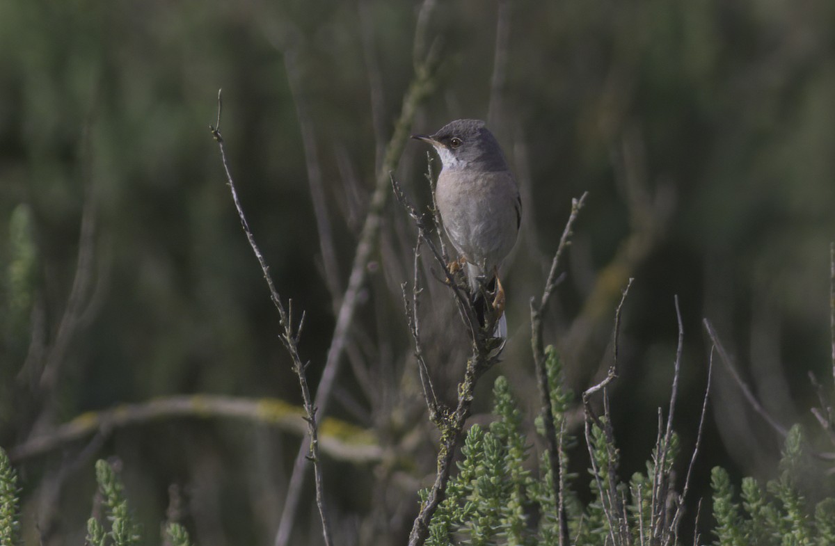 Spectacled Warbler - ML619893591