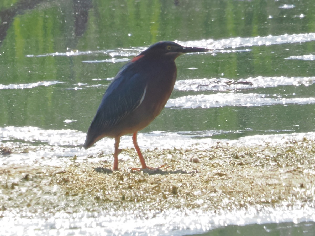 Green Heron - ML619893594