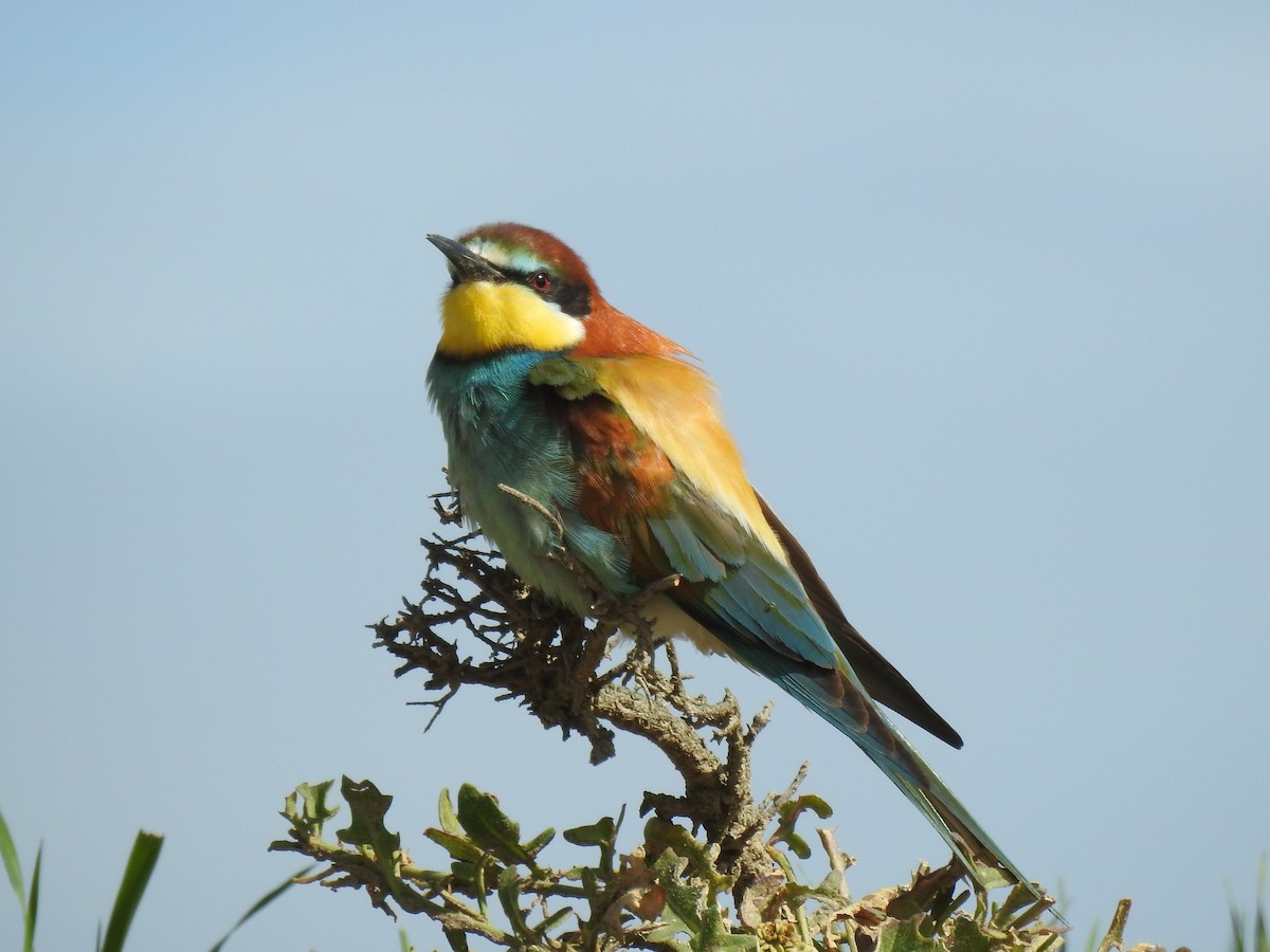 European Bee-eater - ML619893600