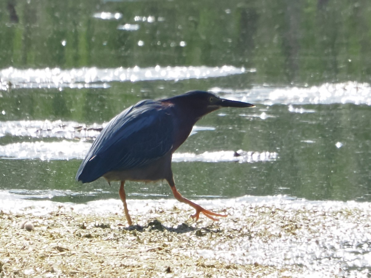 Green Heron - ML619893601