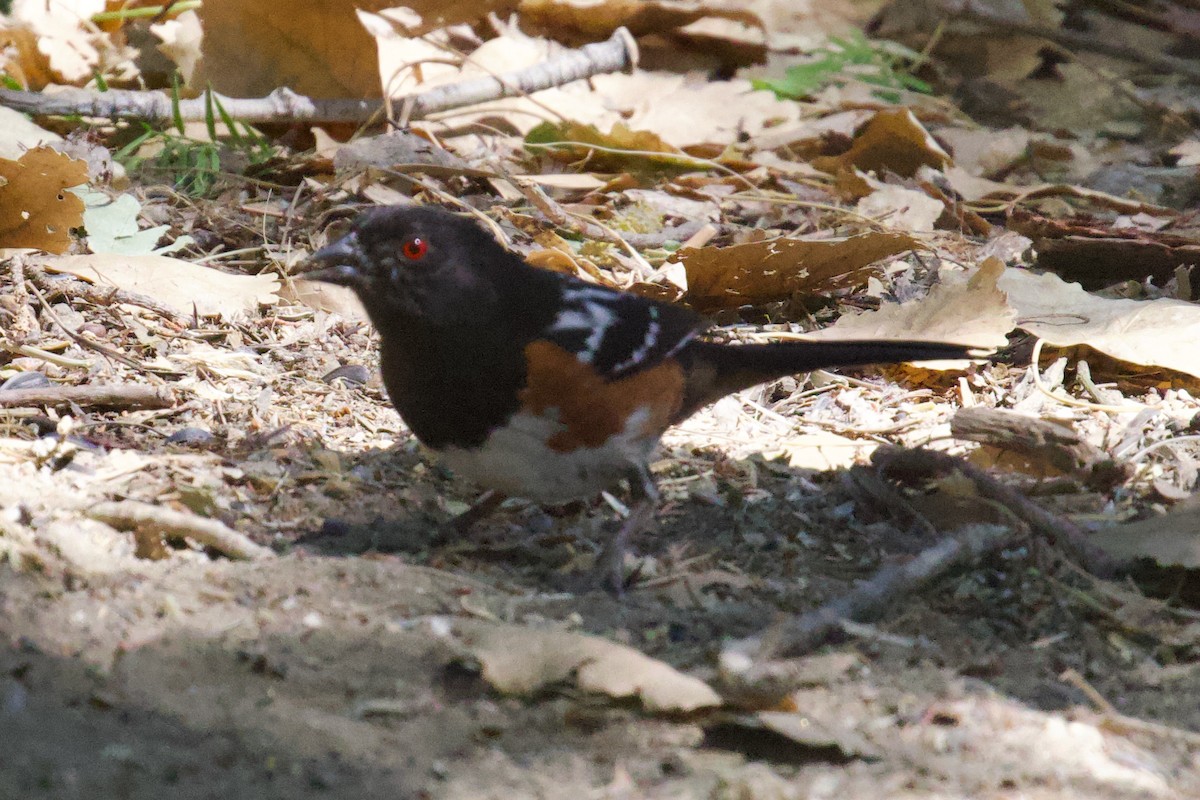 Spotted Towhee - ML619893602