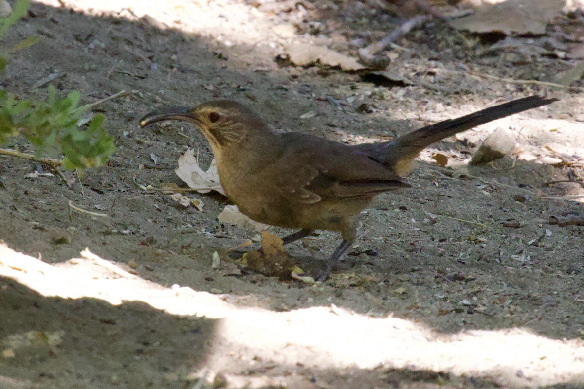 California Thrasher - ML619893607