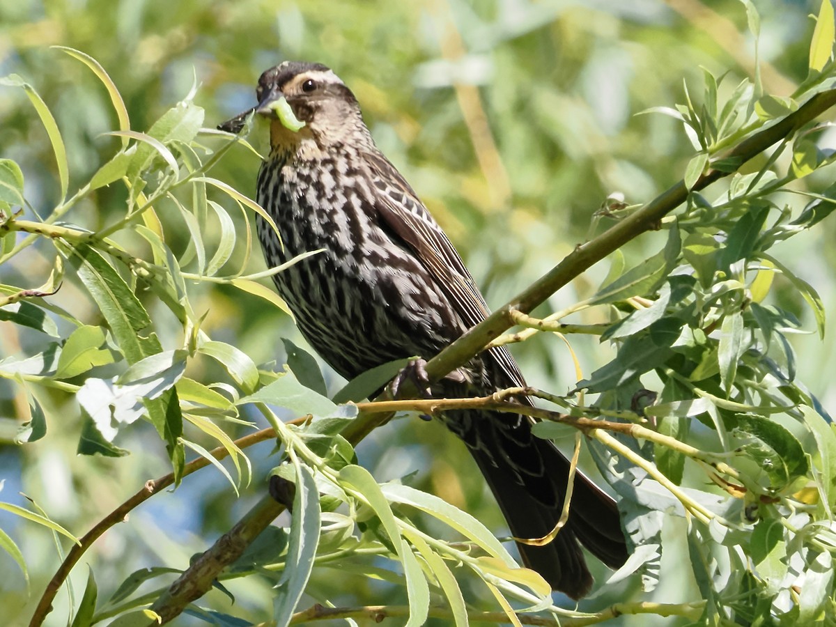 Red-winged Blackbird - ML619893611