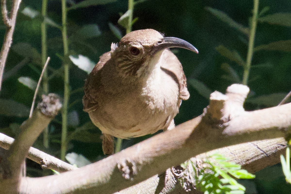 California Thrasher - ML619893613