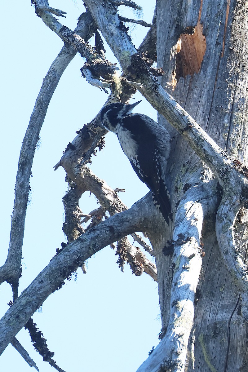 Eurasian Three-toed Woodpecker - ML619893614