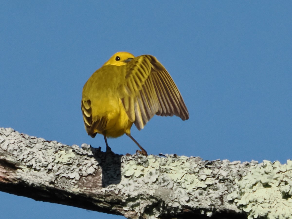 Yellow Warbler - ML619893620