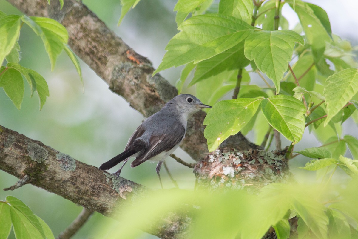 Blue-gray Gnatcatcher - ML619893632