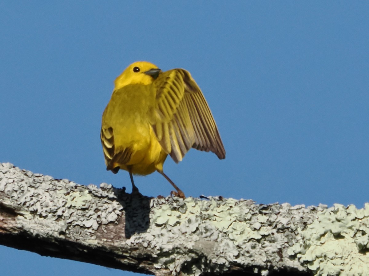 Yellow Warbler - ML619893639