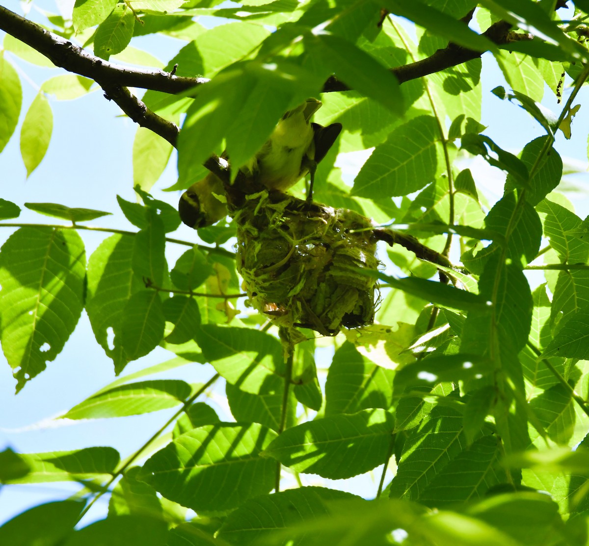 Warbling Vireo - ML619893655