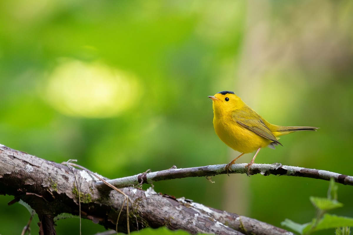 Wilson's Warbler (chryseola) - ML619893663