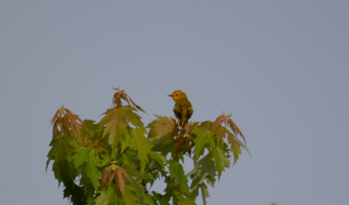 Yellow Warbler - ML619893666