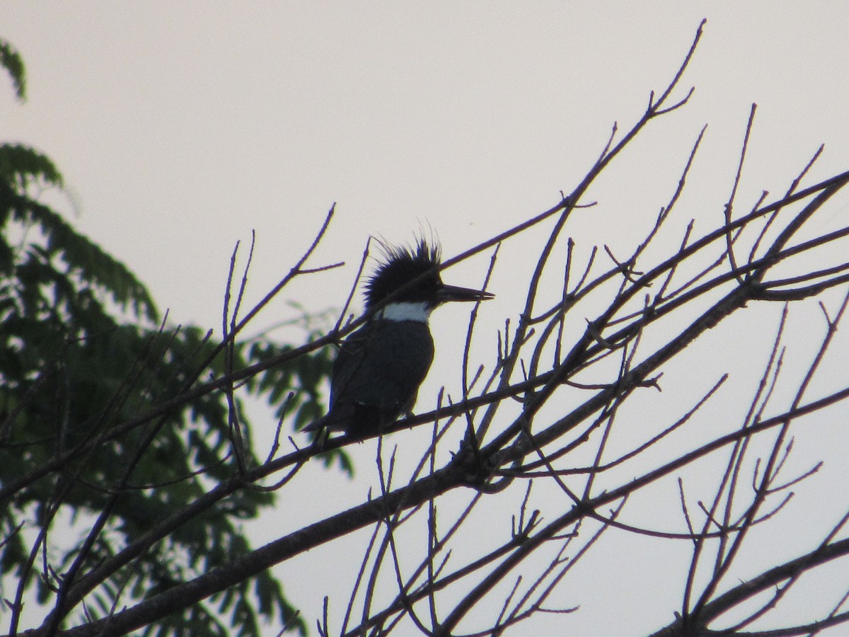 Belted Kingfisher - ML619893693